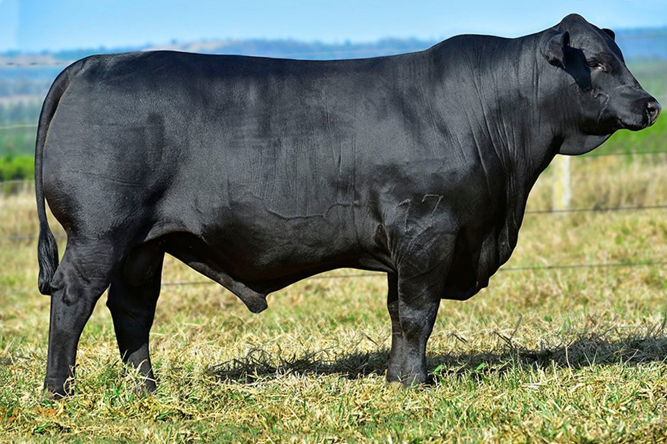 Touro Brangus VPJ FIV 391 Francesco Messias