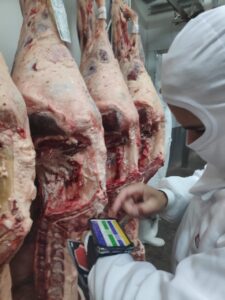 classificação Brazil Beef Quality