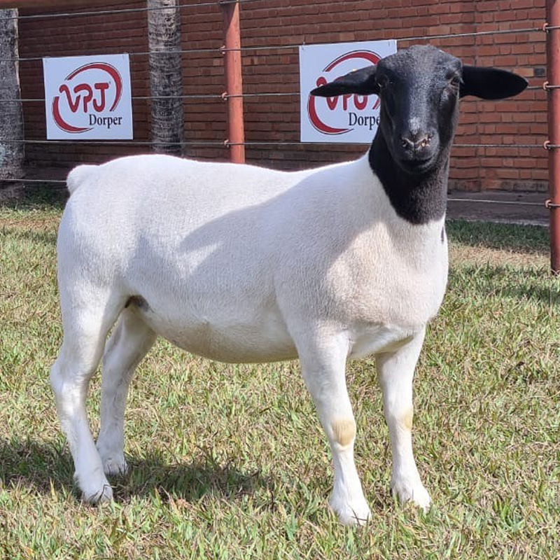 40º Leilão Dorper & White Dorper VPJ é sucesso de vendas 4407 recort