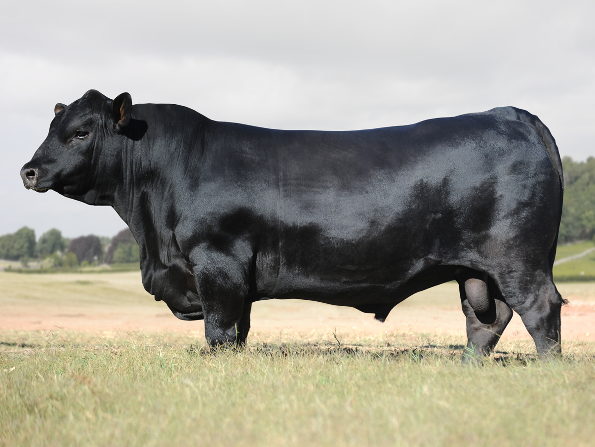 O BRASIL DA CARNE PRIME VPJ HIGHER PROACTIVE IA001